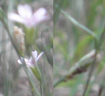 Gypsophila? No, Petrorhagia saxifraga (Caryophyllaceae)